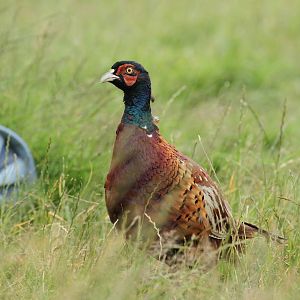 Pheasant In The Grass