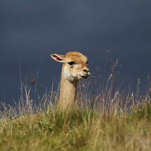 Vicuna In The Grass