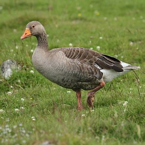 Greylag Goose