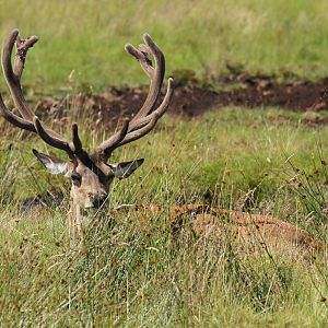 Stag In The Grass