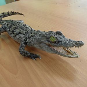 Nile crocodile taxidermy