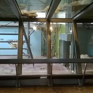 Interior of gorilla house