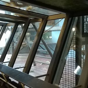 Interior of gorilla house