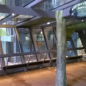 Interior of the gorilla house