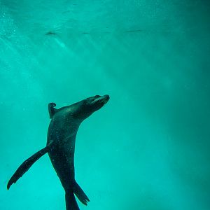 California sea lion (underwater) : Whipsnade : 05 Jul 2014