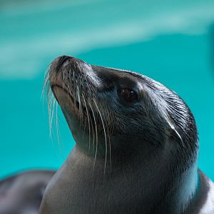 California sea lion : Whipsnade : 11 Jul 2014