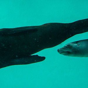 California sea lions (underwater) : Whipsnade : 05 Jul 2014