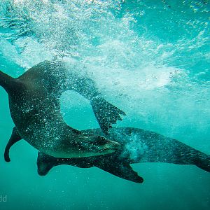 California sea lions (underwater) : Whipsnade : 05 Jul 2014