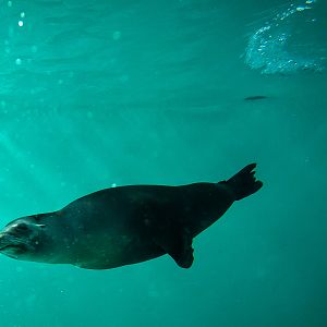 California sea lion (underwater) : Whipsnade : 05 Jul 2014