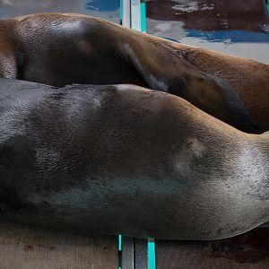 California sea lions (sleeping) : Whipsnade : 11 Jul 2014