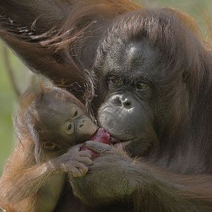 Chinta and Natalia sharing an ice