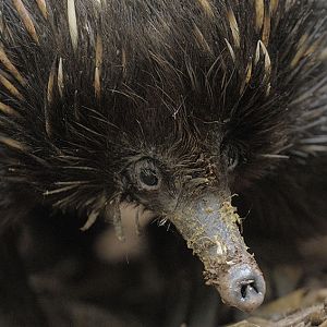 Short-nosed echidna portrait