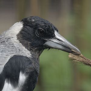 Australian magpie