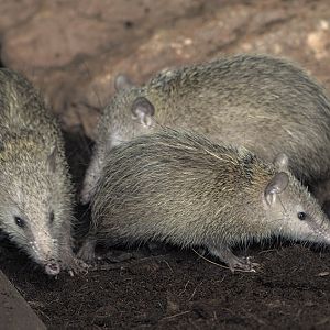 Tailless tenrecs
