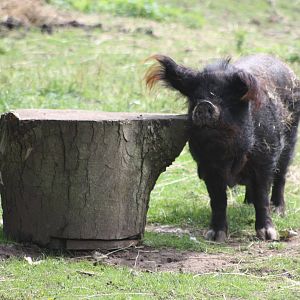Blackie has a turn in the other paddock, 12th July 2014