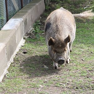 Not to mention Pepper/Peppa, 12th July 2014