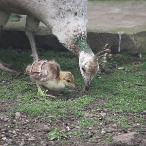 Indian Peahen and chick, 13th July 2014