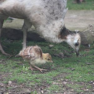 Indian Peahen and chick, 13th July 2014