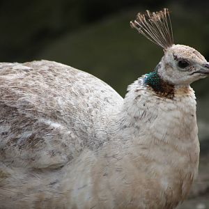 Indian Peahen, 13th July 2014