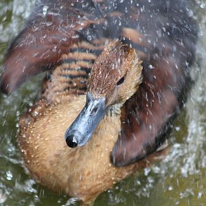 Water off a..........no, do not say it! 13th July 2014