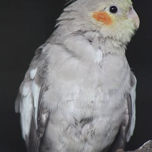 Young Cockatiel, 13th July 2014