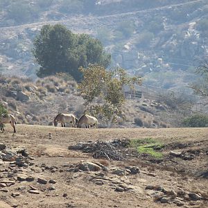 Asian Savanna - Przewalski's Horse Yard