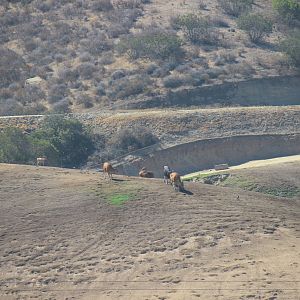 Asian Savanna - Banteng and maybe Urial