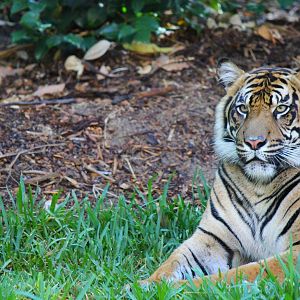 Tiger Trail - Sumatran Tiger