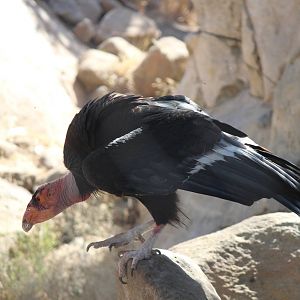 Condor Ridge - California Condor