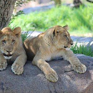 Lion Camp - Lion Cubs