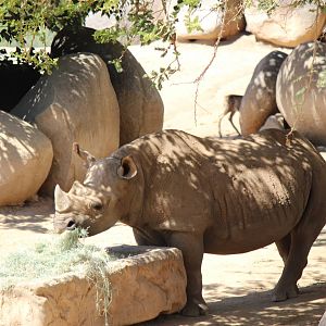 African Plains - 18 Month Pregnant Black Rhino