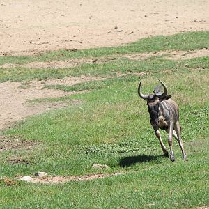 African Plains - Common Wildebeest