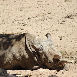 African Plains - Northern White Rhino