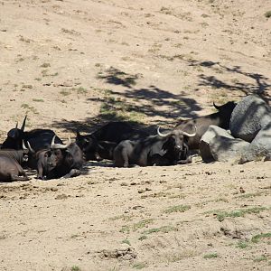 African Plains - Cape Buffalo