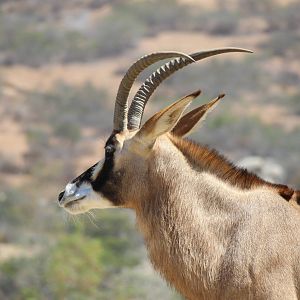 African Plains - Roan Antelope