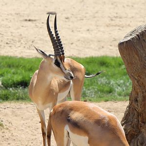African Plains - Grants Gazelle