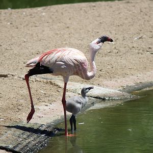 African Outpost - Greater Flamingo Mother and Chick