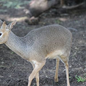 Nairobi Village - Kirk's Dik Dik