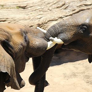 Elephant Valley - African Elephants