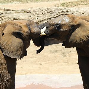 Elephant Valley - African Elephants