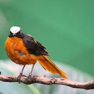 Hidden Jungle - White Crowned Robin Chat