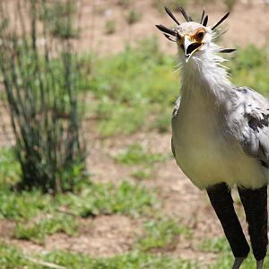 African Outpost - Secretary Bird