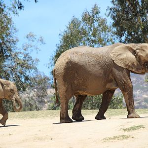 Elephant Valley - African Elephants