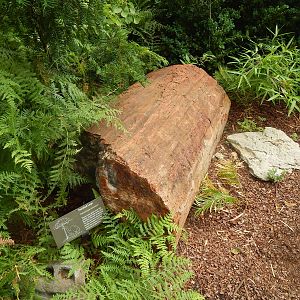 Jul. 2014 - 150 Million Year-Old Arizona Petrified Tree