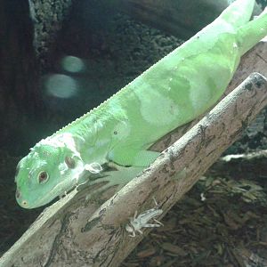 Fijian banded iguana and grasshopper