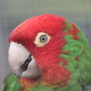 Red-masked Conure, 13th July 2014