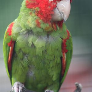 Red-masked Conure, 13th July 2014