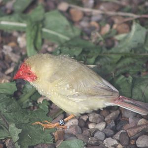 Star Finch, 13th July 2014
