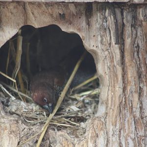 Spice Birds taking over the Diamond Dove nest? 13th July 2014