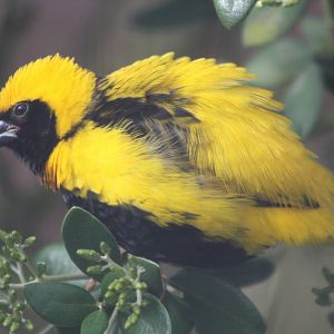 Napoleon Weaver, 13th July 2014